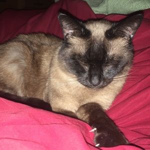 Meet your Posher, Noelle